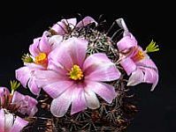 Mammillaria